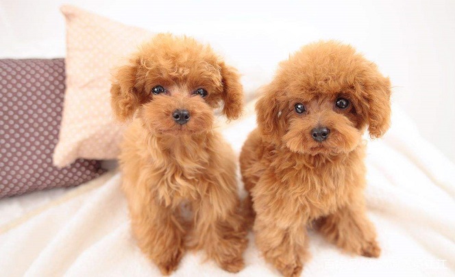 不清楚泰迪和贵宾的区别,不要着急,小编给你说明白|泰迪|贵宾犬|贵宾