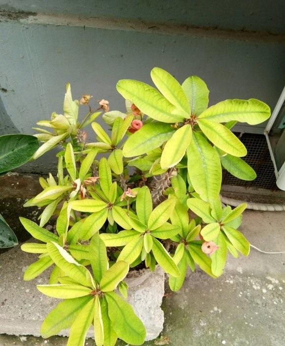 虎刺梅只长叶不开花问题出在哪搬在太阳底下暴晒一准开花