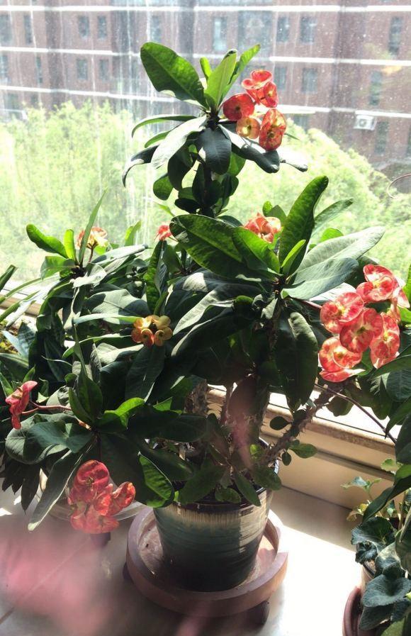 虎刺梅只长叶不开花问题出在哪搬在太阳底下暴晒一准开花