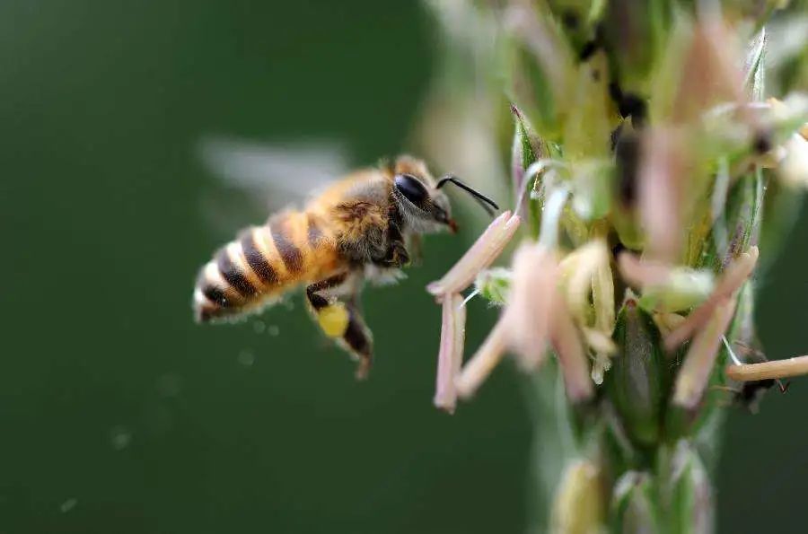 采棉蜂和采脂蜂的故事