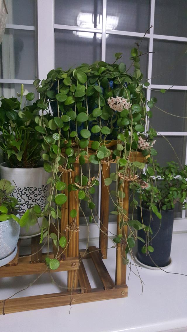 室内盆栽新宠匍匐球兰种植养护容易开花时满室飘香