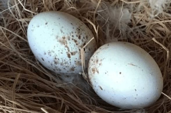 男子偷把老鹰蛋换成鸡蛋, 小鸡破壳而出后, 老鹰一脸迷茫|老鹰|小鸡|
