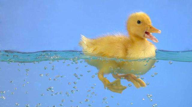 鸭子游泳表面看似优雅脚下却慌成狗网友抱歉笑出声