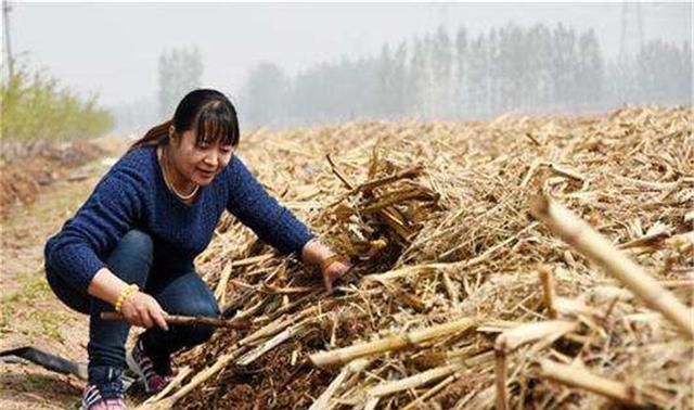 年放弃200万年薪,跑到农村养蚯蚓的女博士,现在怎样了休闲区蓝鸢梦想 - Www.slyday.coM 年放弃200万年薪,跑到农村养蚯蚓的女博士,现在怎样了休闲区蓝鸢梦想 - Www.slyday.coM