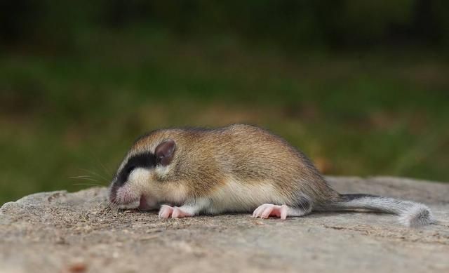 世界上最懒的动物,一生中四分之三都在睡觉,经常在梦里睡死|睡鼠|一生