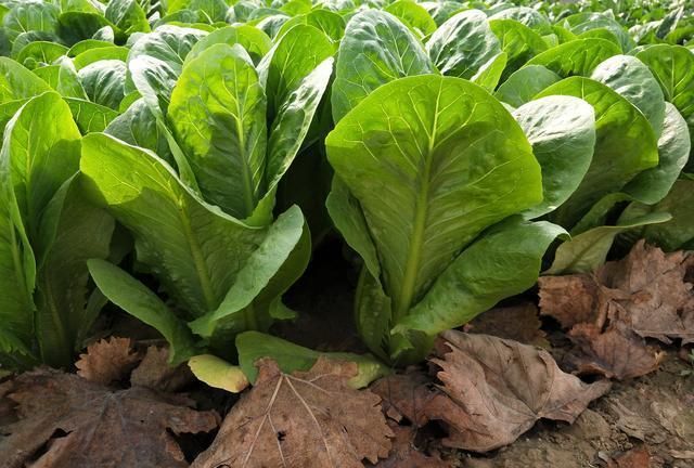 八月中旬菜園裡能種生菜嗎教你幾個技巧蟲害少產量高