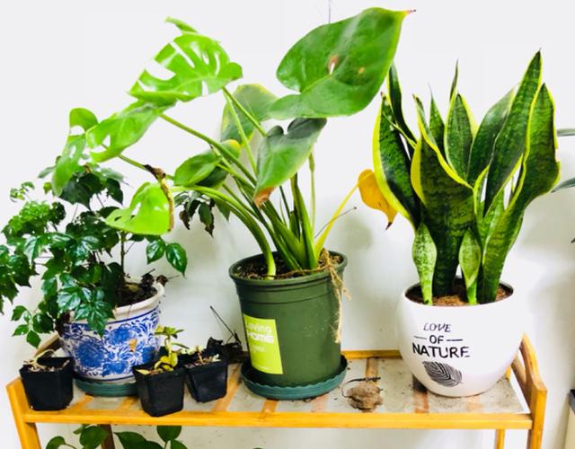 公認耐陰的幾款綠植 光不好也照樣長 葉子綠得滴油 互動頭條