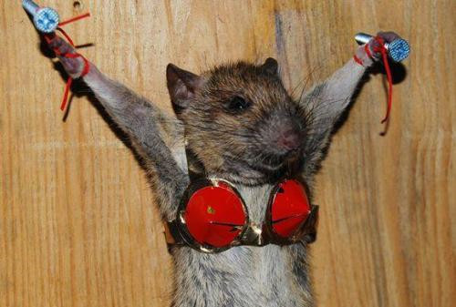 为收拾偷吃的老鼠,大爷想出如此"酷刑",网友:大爷依旧是大爷