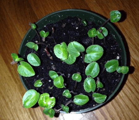 花卉植物仙客来的苗期如何管理