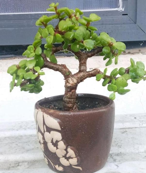 盆栽金枝玉叶怕养成光棍树日常当多注意这4方面