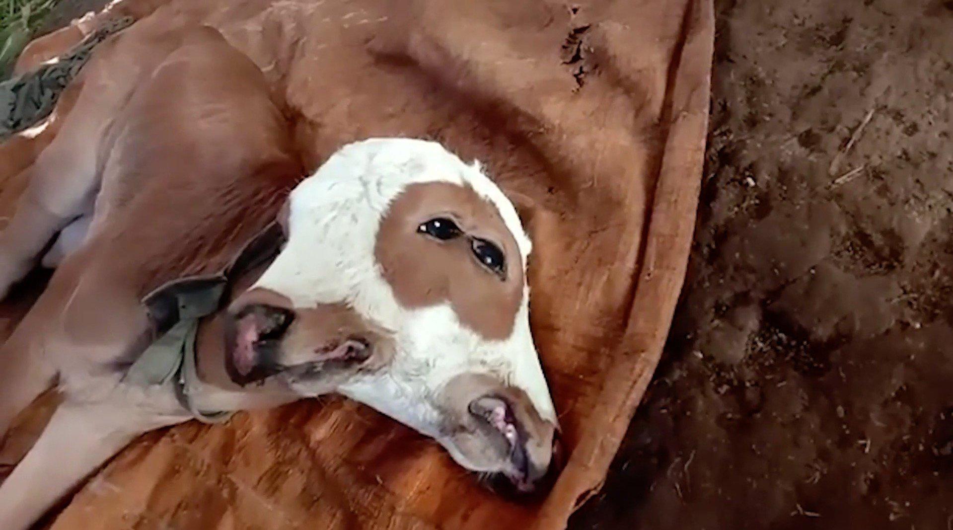 印尼诞生双头牛四眼两嘴功能均正常