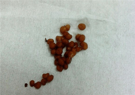 种子的选择及处理仙客来的播种期需要根据市场的额需求以及品种的特性