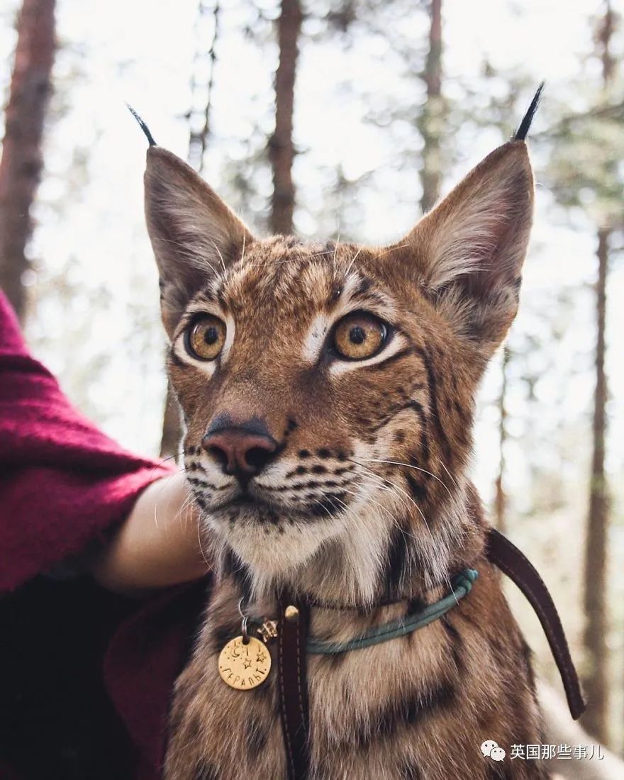 俄罗斯情侣家养八只大狗两只猞猁满屏巨大的毛茸茸啊