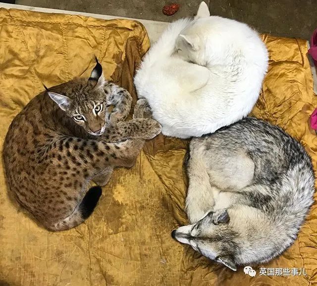 俄罗斯情侣家养八只大狗两只猞猁满屏巨大的毛茸茸啊