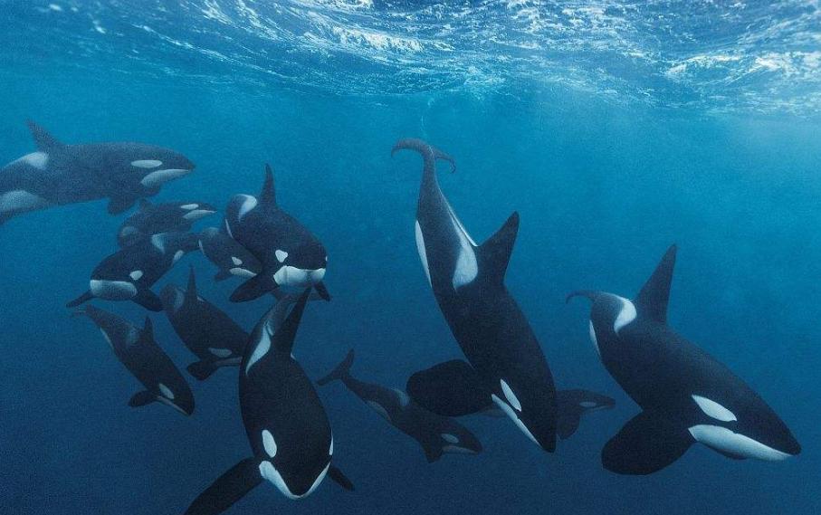 虎鲸是世界上最大的掠食动物,它们连大白鲨都吃!