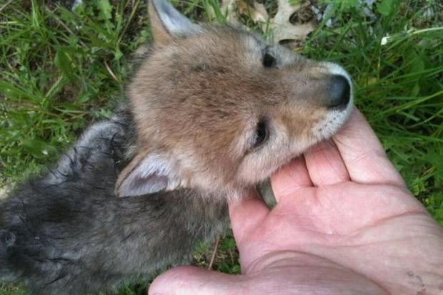 女孩8岁时收养一只小狼崽,养了3年后,一家人的生活因此改变|狼|小女孩
