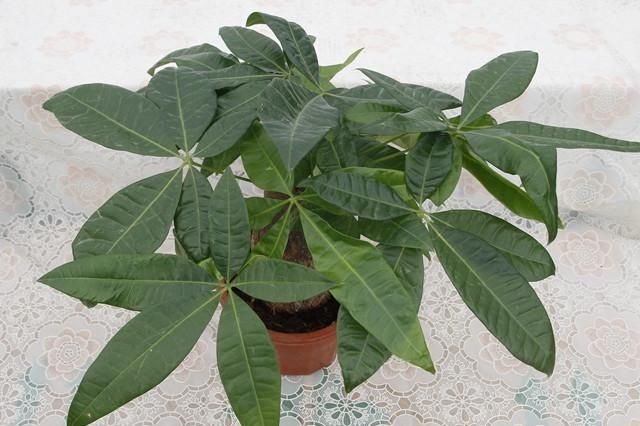 家里种一棵“光瓜栗”树,财源滚滚来!|发财树|栗树|叶色_新浪新闻