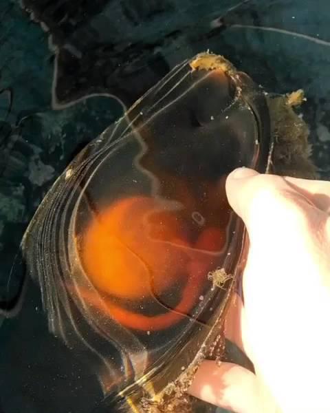 卵鞘里孵化中的小鲨鱼leopardshark