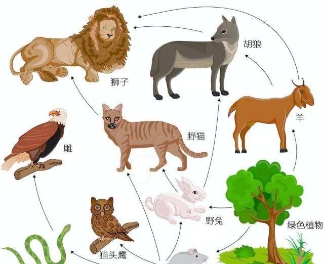 食物链顶端的人类,很少吃食肉动物的肉?这是为什么?
