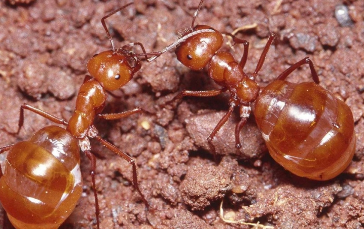 揭秘蜜罐蚁的一生:出生后就失去了自由,但为的是整个蚁群的繁衍