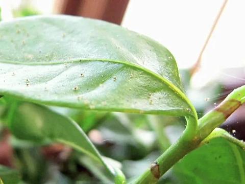 室内植物容易招惹的病虫害 为啥常年养家里的植物也会感染害虫 室内植物容易招惹的病虫害 为啥常年养家里的植物也会感染害虫
