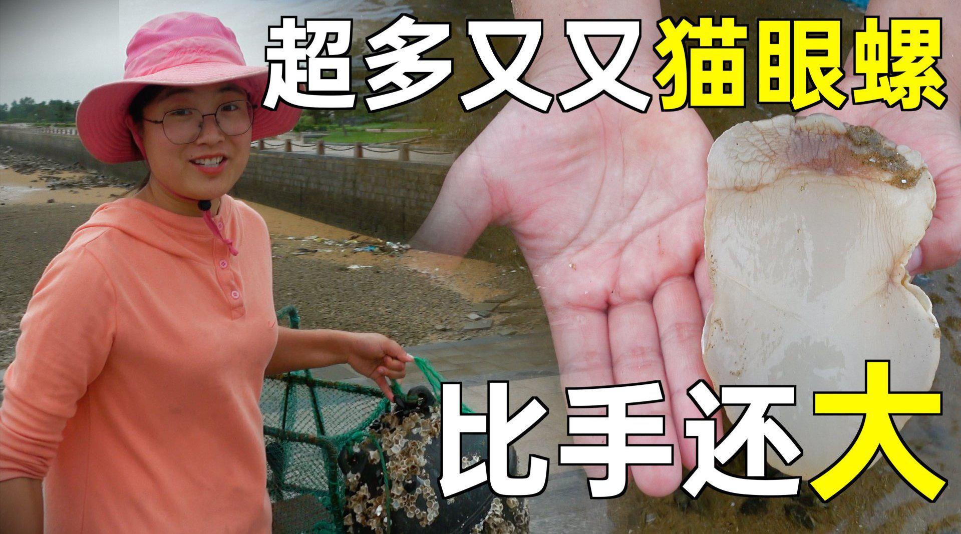 大梅清晨赶海,织纹螺集体围攻猫眼螺,被大梅解救,一起装进鱼缸