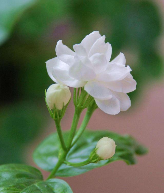 茉莉花长什么样 新浪网