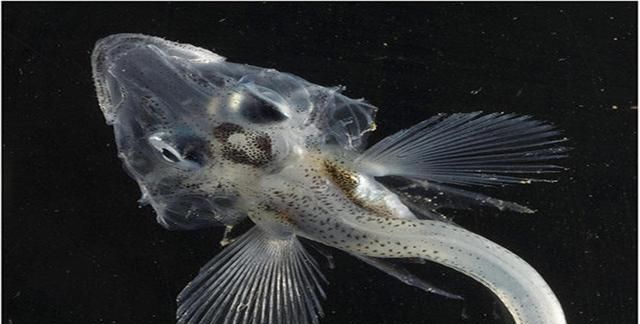 南极冰鱼主动现身生存环境苛刻人类手温都能烫死它