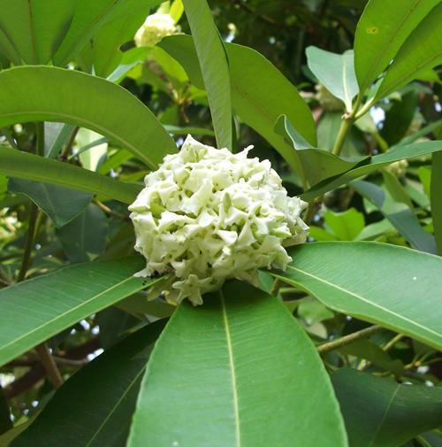 院里种3种香香树,不仅开花香,果子也自带香气,喜欢还能泡水喝