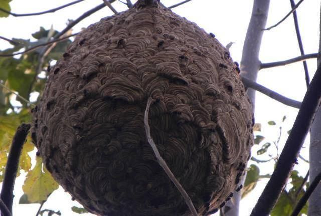 小伙被马蜂蛰了一下怒用吸尘器进行报复场面相当刺激