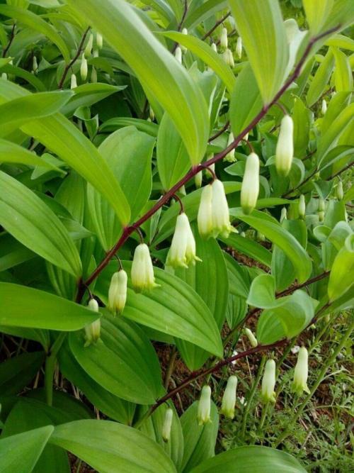 盆栽植物玉竹怎么栽培