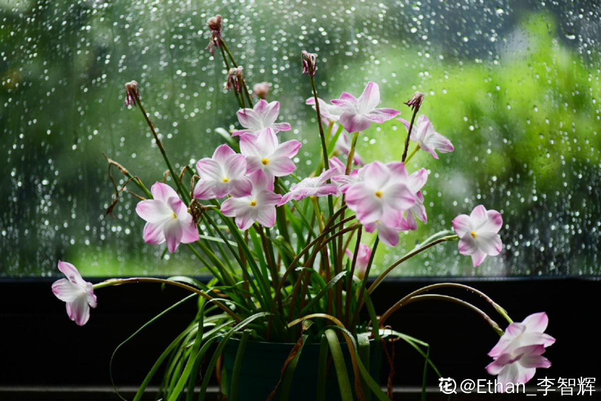 8月一定要养风雨兰 十几块钱买一堆 越淋雨越疯长 风雨兰 葱兰 韭兰 新浪新闻