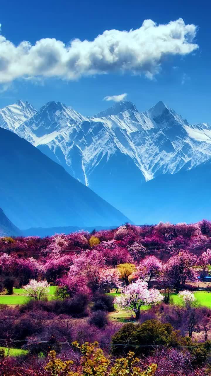 林芝桃花_林芝桃花最新消息,新闻,图片,视频_聚合阅读_新浪网