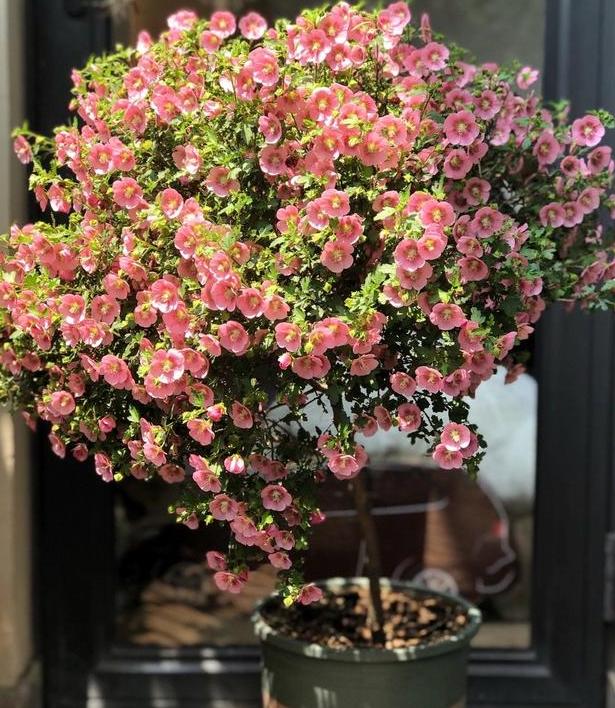 园艺新人甭问养花难不难入手迷你木槿花观花赏叶不犯愁