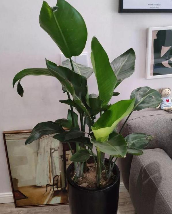 特别是下面的这些植物,摆放在客厅,会给主人带来"破财"的运势.