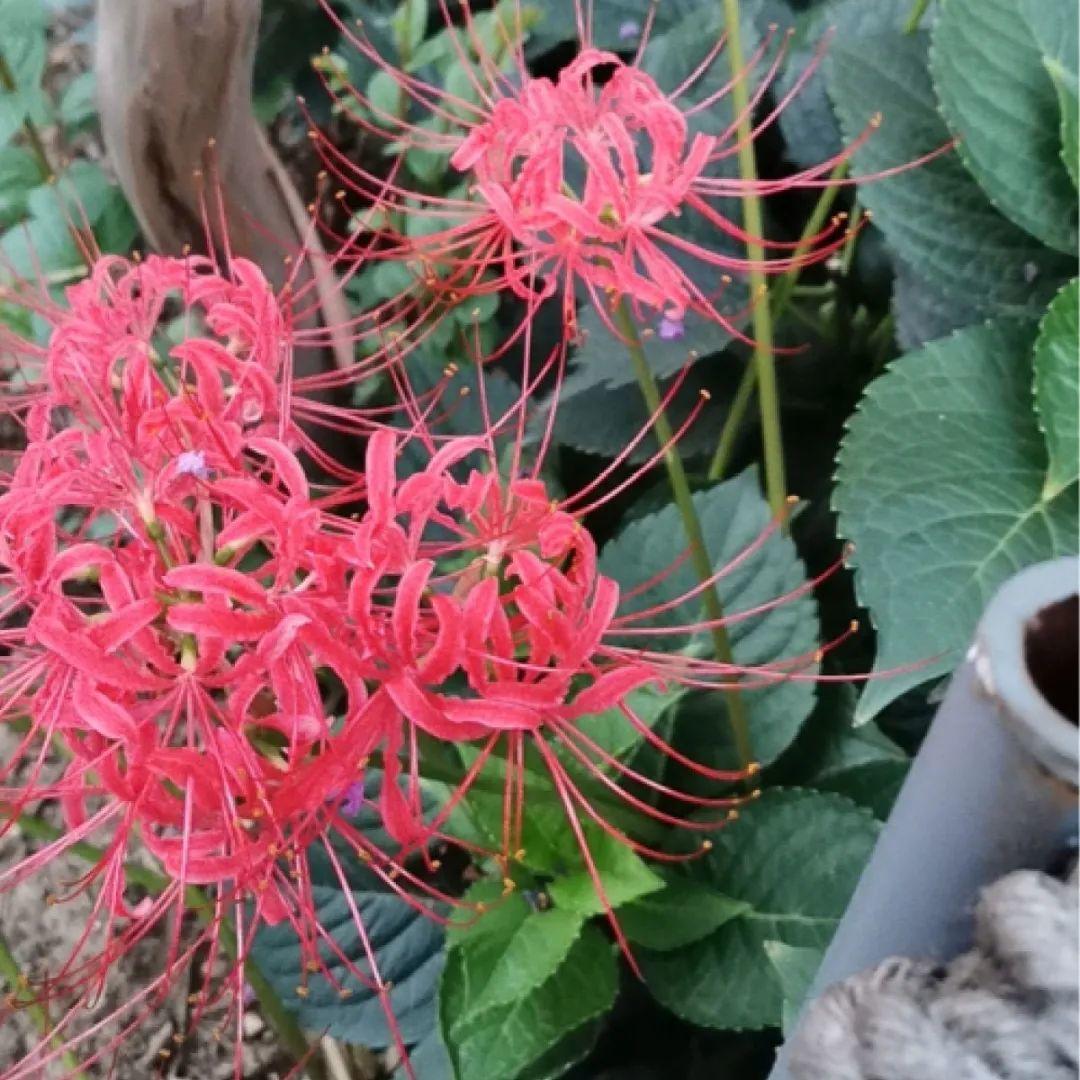 看图猜花名100道题测你的养花天分