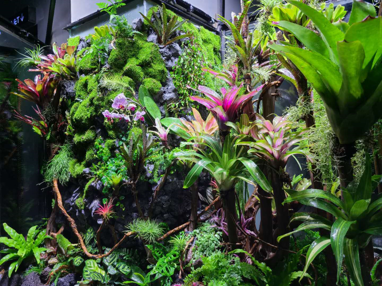 重庆异形雨林缸制作流程分享植来植趣