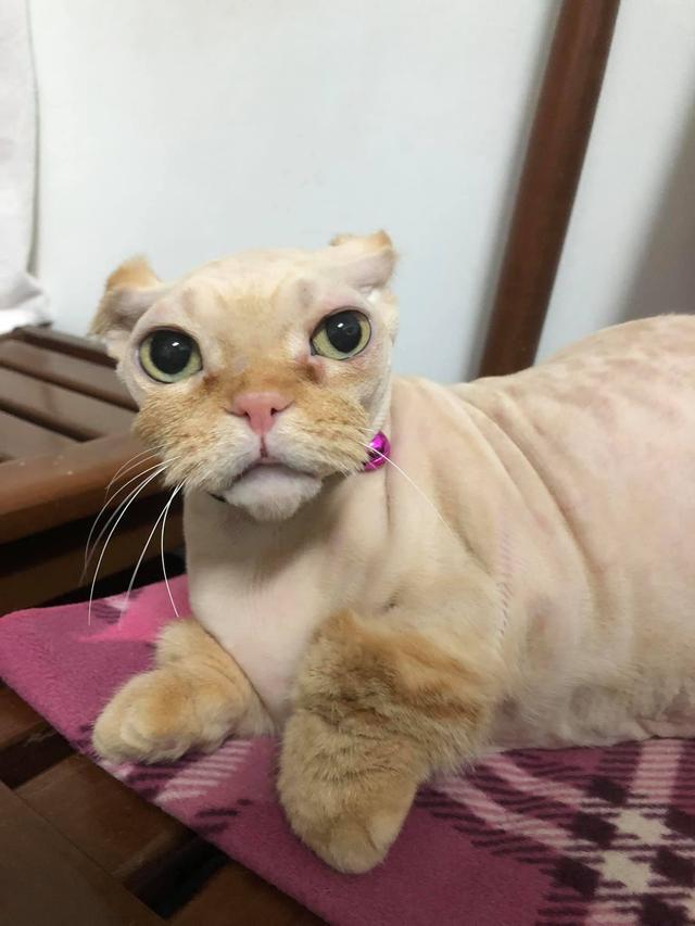 猫咪被主人剃光丑得像只凶狠吉娃娃这竟是为它好