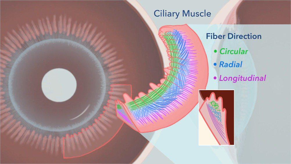 医学动画欣赏晶状体的调节