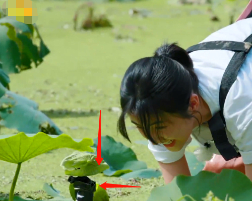 子枫站在摄像机前挖藕,真当观众看不见|摄像机|张子枫|莲藕_新浪新闻