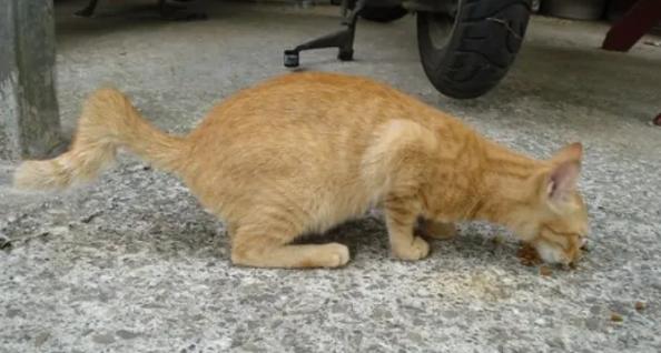 在没有及时治愈的情况下,猫咪的尾巴就会落上残疾,最终变成折尾