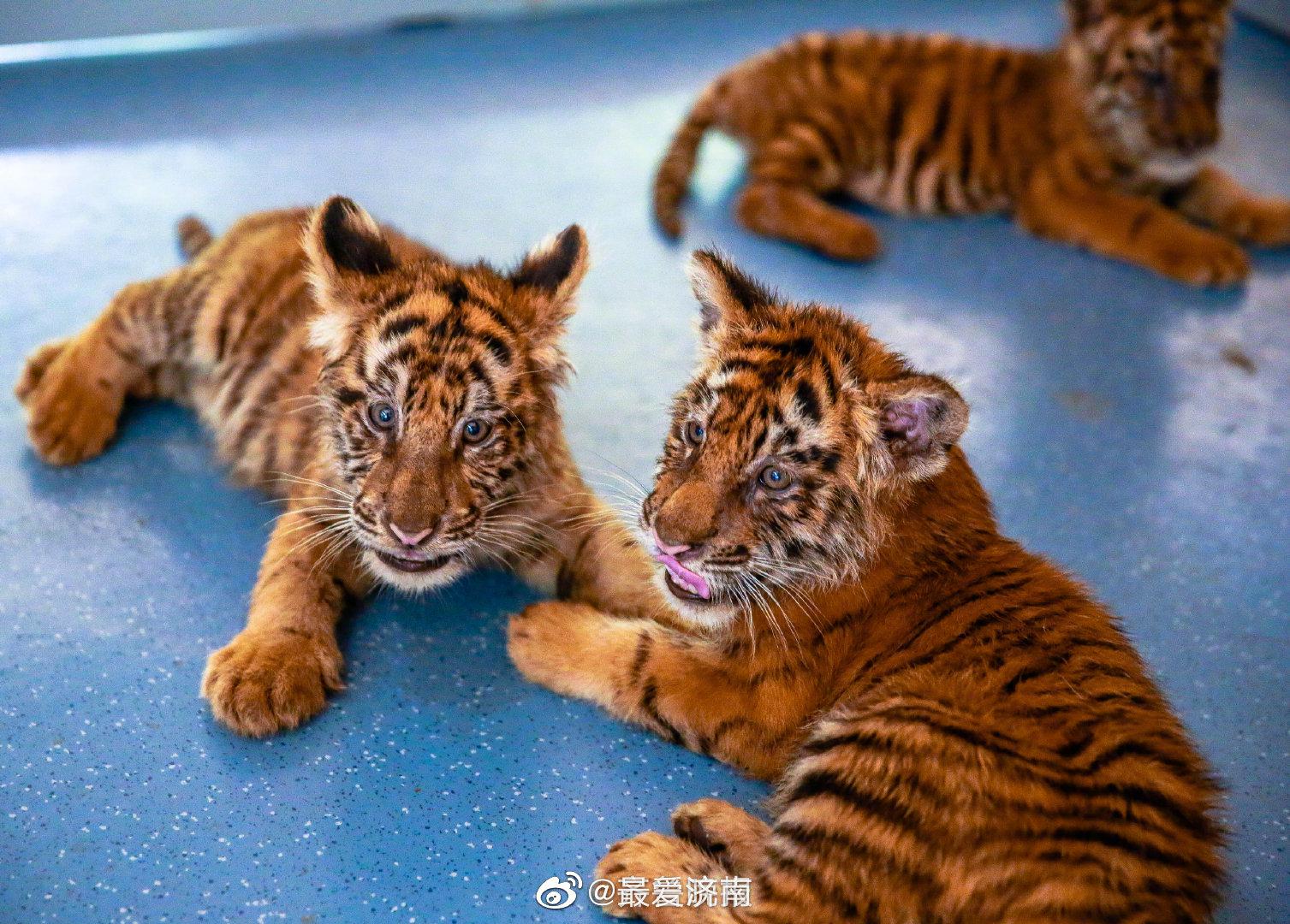 济南野生动物世界萌兽"出山" 与游客见面|白虎|济南野生动物世界|游客