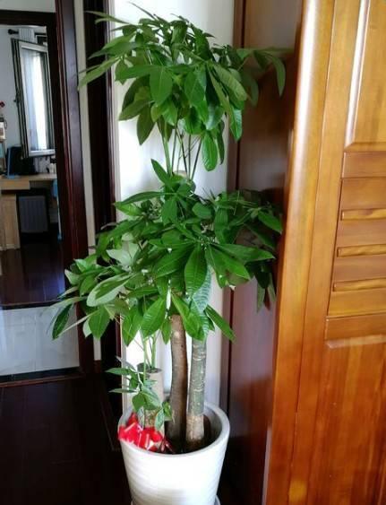 家中养一盆招财树就得选这12种让你财源广进旺财又镇宅