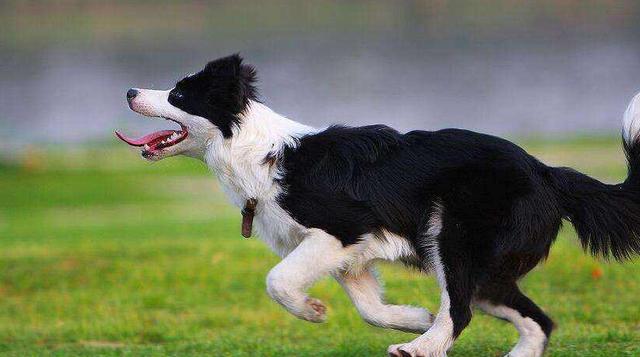 苏格兰牧羊犬和德国牧羊犬在牧羊时就是通过这一种方式来限制着羊群的