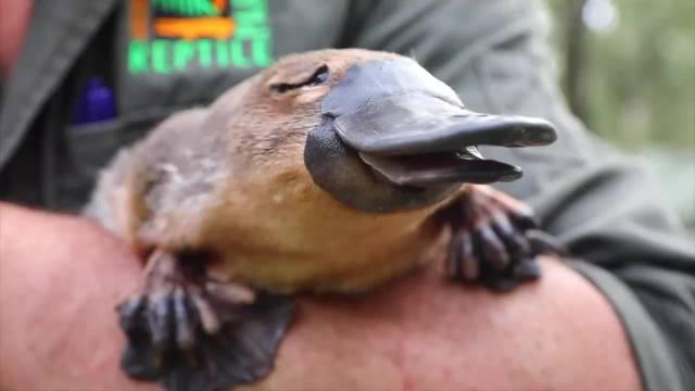 鸭嘴兽宝宝接受健康检查小表情很呆萌鸭