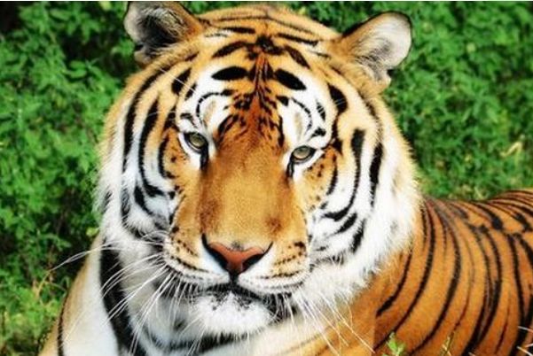 生肖虎来了生于这五个月的属虎人一生终会大富大贵发大财