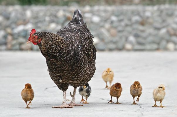 十个鸡有九个王,致1969年金鸡人的后半生,一定要提前知道!