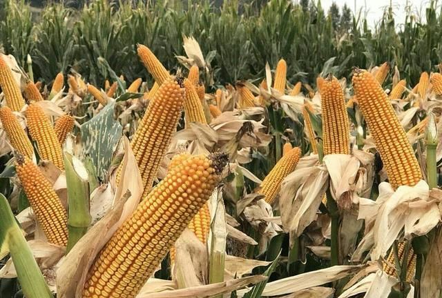 1,玉米成熟期的划分玉米成熟一般需要经历乳熟期,蜡熟期和完熟期三个