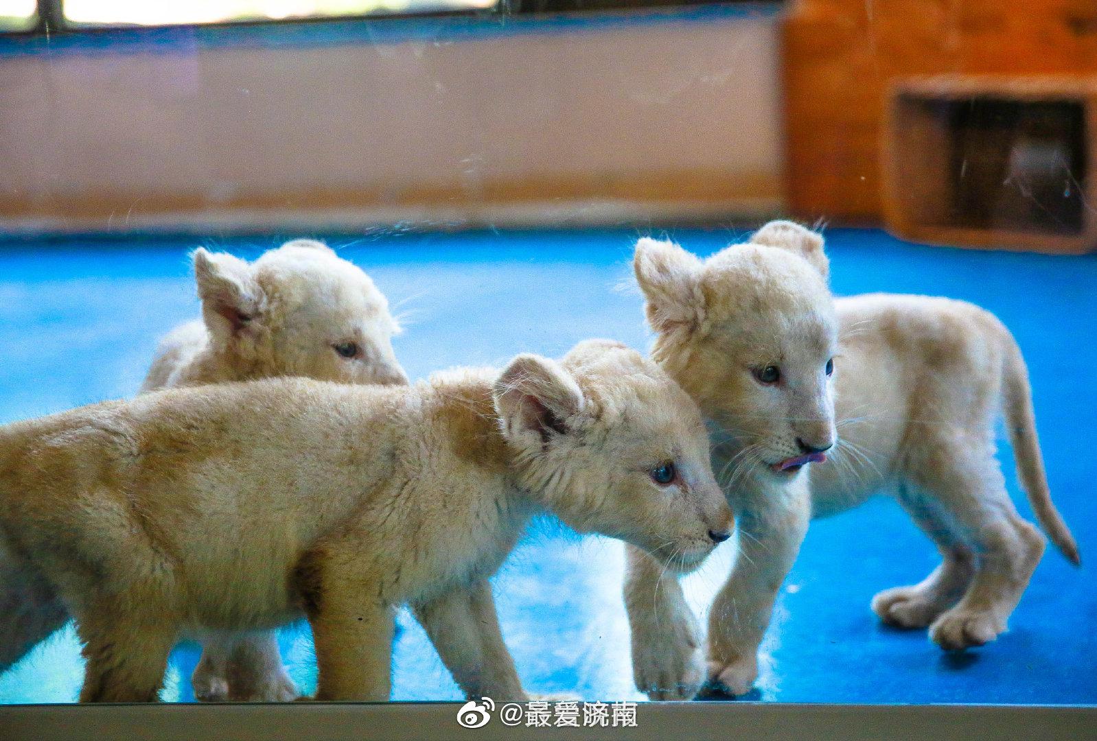 济南野生动物世界萌兽"出山" 与游客见面|白虎|济南野生动物世界|游客
