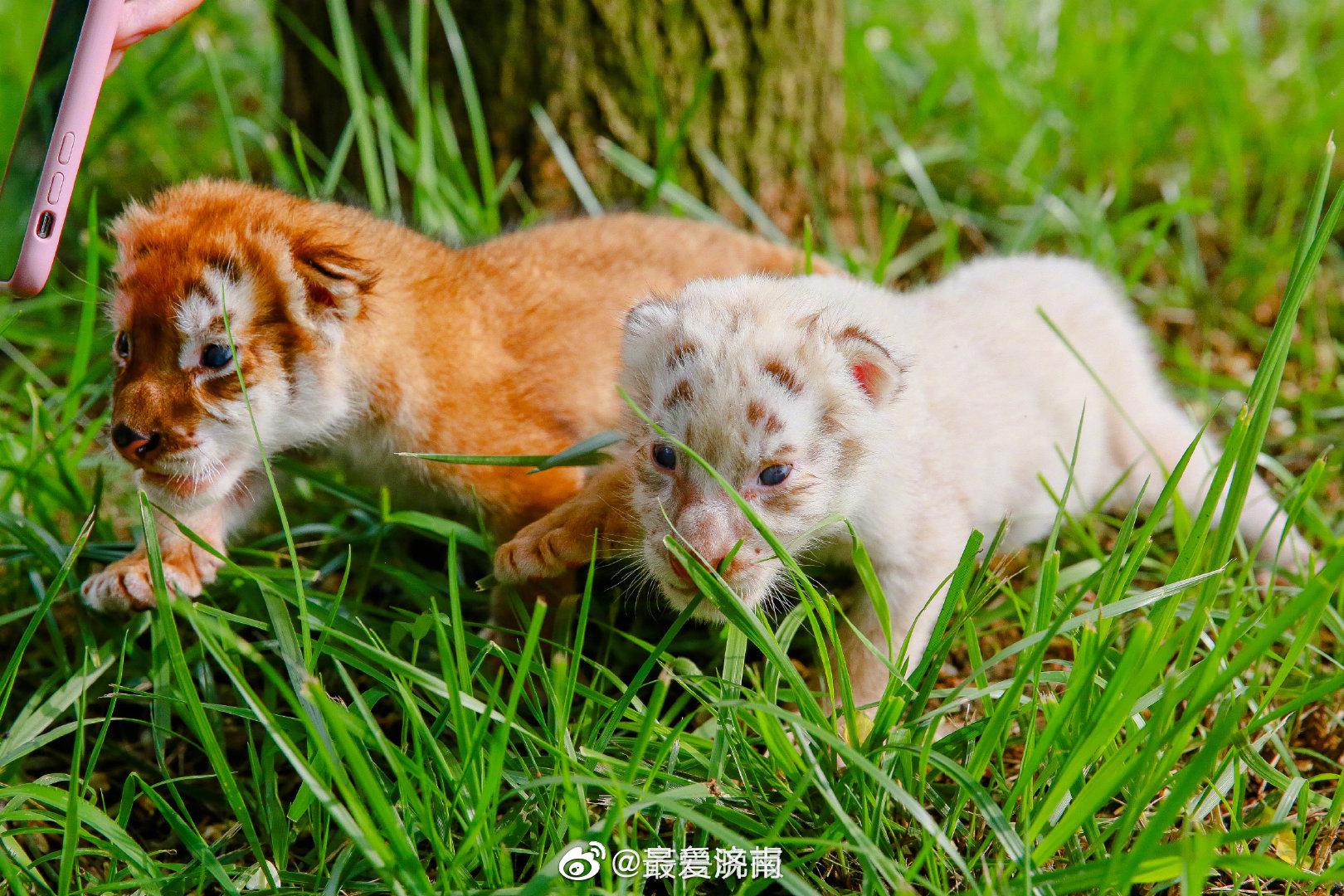 济南野生动物世界萌兽"出山" 与游客见面|白虎|济南野生动物世界|游客